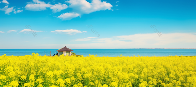 蓝色湖畔一望无际的油菜花美到窒息的风景,高清,摄影图,摄影图片,图片大全,摄影图免费下载